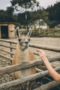 Country Farms & Furry Friends