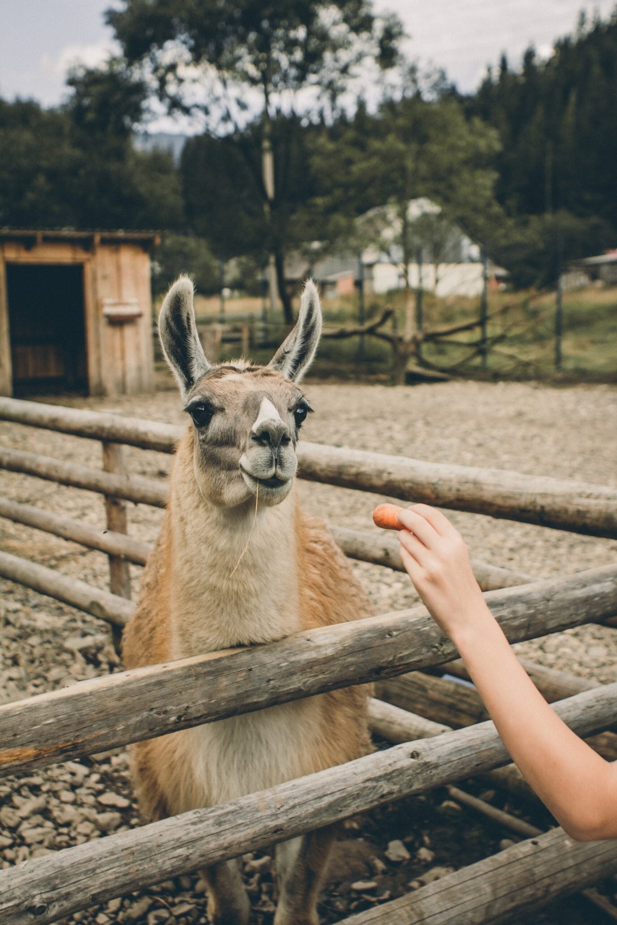 Country Farms & Furry Friends